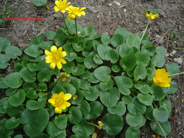 Name:  Nuri Murvet Bahe Ranunculus ficaria.jpg
Views: 3554
Size:  70.2 KB