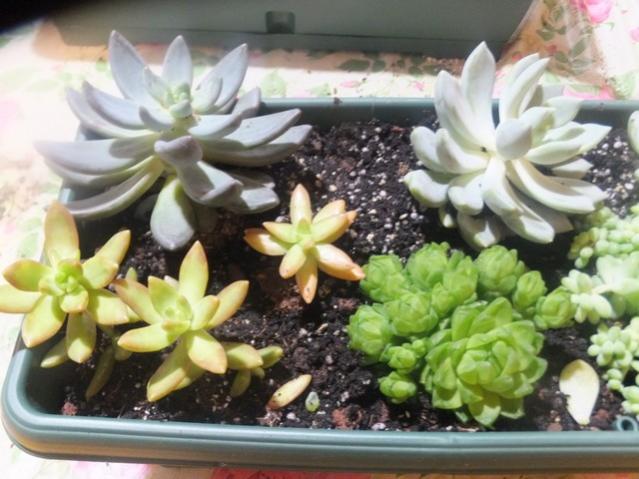 Name:  DSCF4453.jpg
Views: 385
Size:  50.2 KB