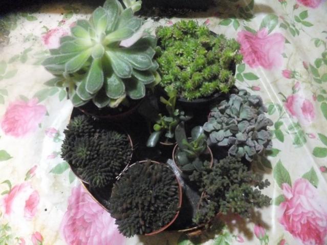Name:  DSCF4466.jpg
Views: 370
Size:  49.6 KB