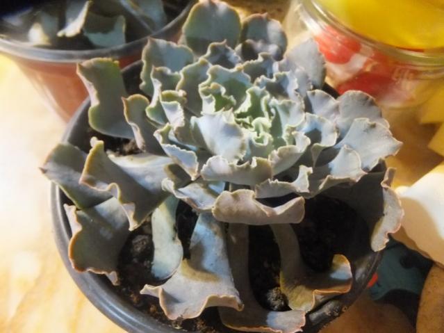 Name:  DSCF4485.jpg
Views: 379
Size:  40.9 KB
