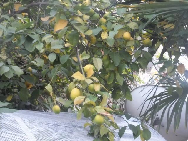 Name:  DSCF4503.jpg
Views: 361
Size:  59.5 KB