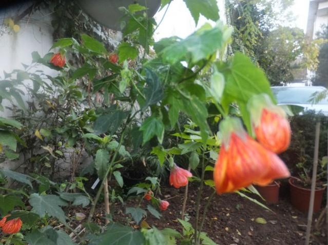 Name:  DSCF4510.jpg
Views: 387
Size:  53.8 KB