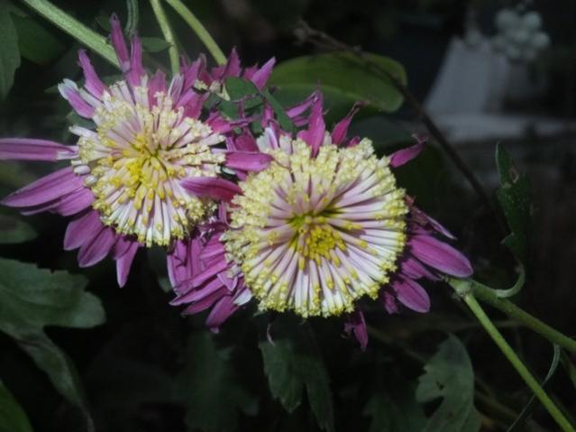Name:  DSCF4526.jpg
Views: 360
Size:  37.5 KB
