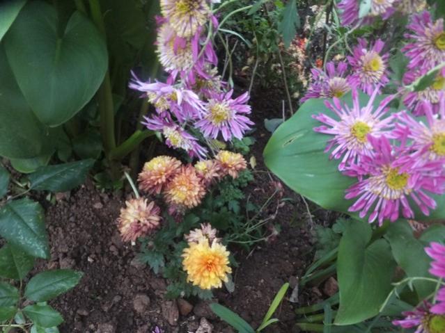 Name:  DSCF4528.jpg
Views: 359
Size:  54.9 KB