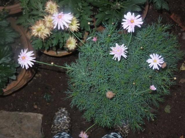 Name:  DSCF4531.jpg
Views: 360
Size:  55.1 KB