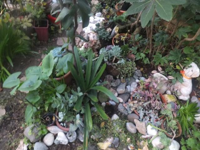 Name:  DSCF4535.jpg
Views: 380
Size:  59.5 KB