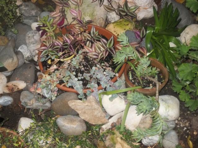 Name:  DSCF4537.jpg
Views: 375
Size:  62.9 KB