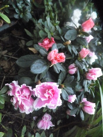 Name:  DSCF4550.jpg
Views: 391
Size:  64.6 KB