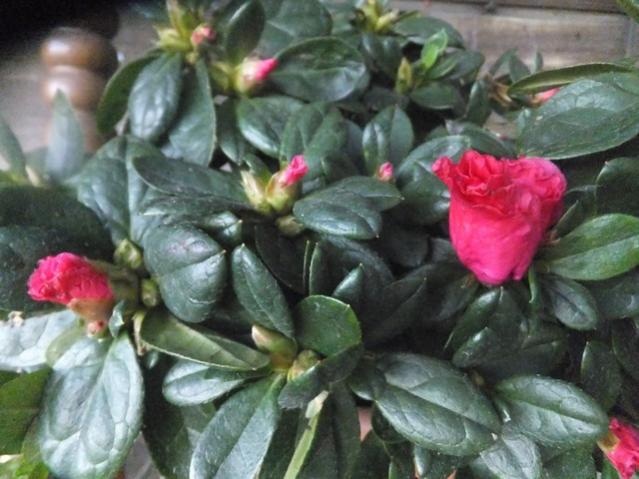 Name:  DSCF4555.jpg
Views: 359
Size:  48.3 KB