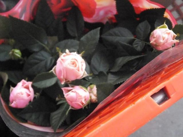 Name:  DSCF4601.jpg
Views: 335
Size:  37.2 KB