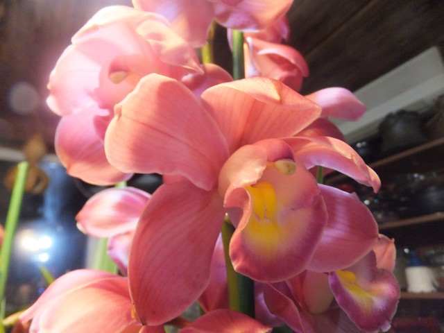 Name:  DSCF4695.jpg
Views: 340
Size:  67.4 KB