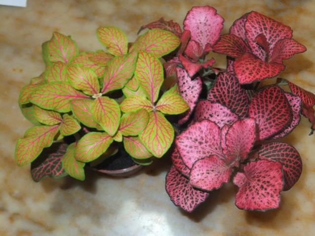 Name:  DSCF4715.jpg
Views: 342
Size:  49.3 KB