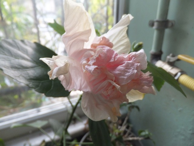 Name:  DSCF4773.jpg
Views: 340
Size:  64.7 KB