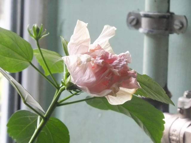 Name:  DSCF4775.jpg
Views: 351
Size:  64.0 KB