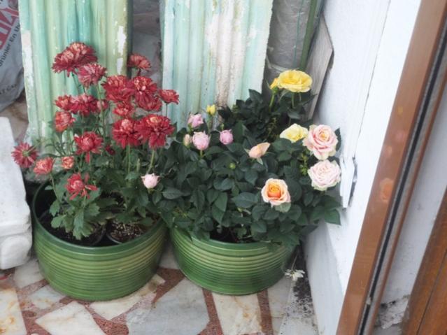 Name:  DSCF4783.jpg
Views: 341
Size:  46.8 KB