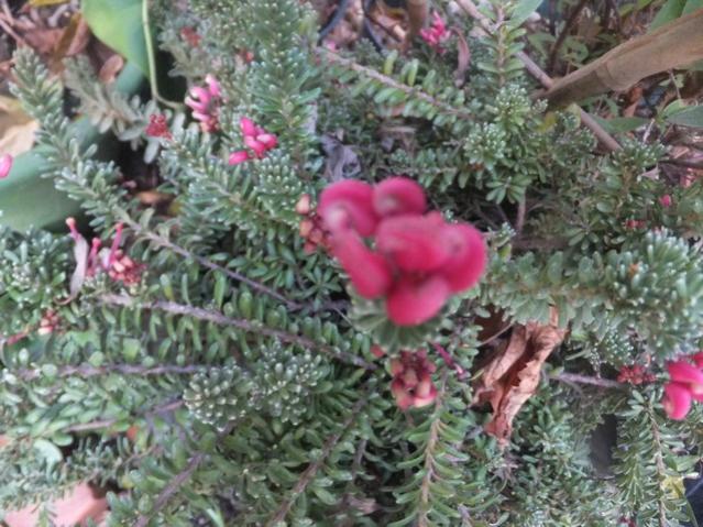 Name:  DSCF4805.jpg
Views: 348
Size:  64.5 KB