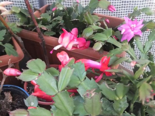 Name:  DSCF4808.jpg
Views: 346
Size:  50.3 KB