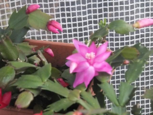 Name:  DSCF4809.jpg
Views: 354
Size:  43.5 KB