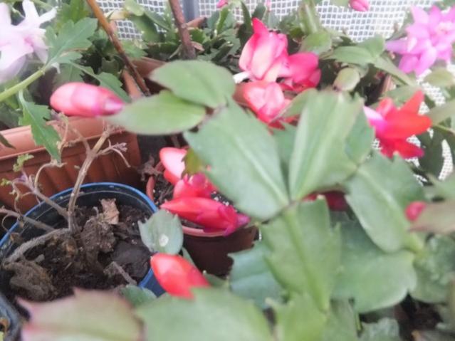 Name:  DSCF4810.jpg
Views: 361
Size:  41.4 KB