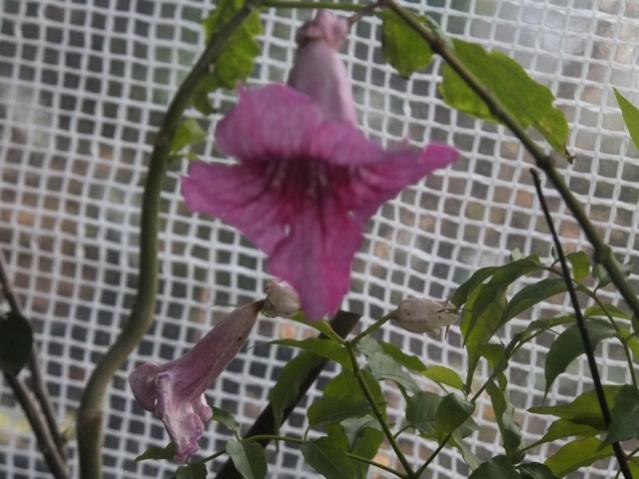 Name:  DSCF4826.jpg
Views: 391
Size:  48.1 KB