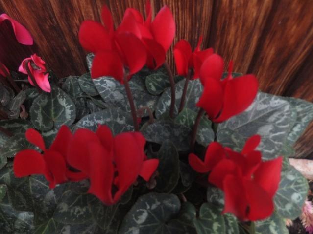 Name:  DSCF4828.jpg
Views: 360
Size:  36.7 KB