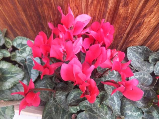 Name:  DSCF4829.jpg
Views: 337
Size:  50.7 KB
