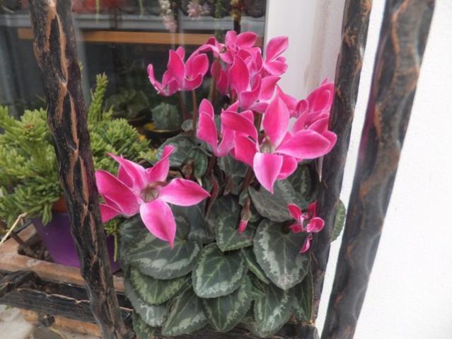 Name:  DSCF4833.jpg
Views: 341
Size:  47.1 KB