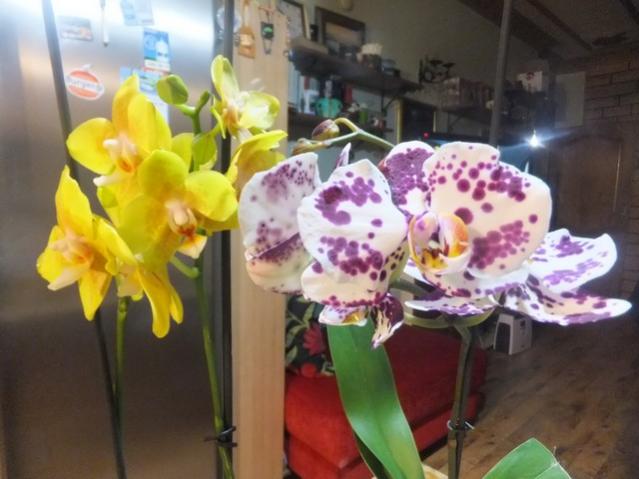 Name:  DSCF4869.jpg
Views: 324
Size:  40.0 KB