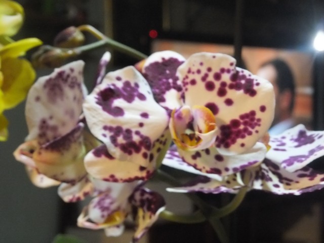 Name:  DSCF4873.jpg
Views: 351
Size:  67.2 KB