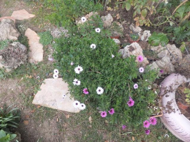 Name:  DSCF4886.jpg
Views: 276
Size:  68.8 KB