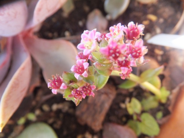 Name:  DSCF4935.jpg
Views: 285
Size:  66.7 KB