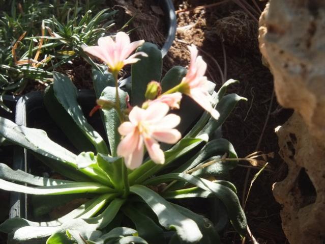 Name:  DSCF4931.jpg
Views: 281
Size:  51.4 KB