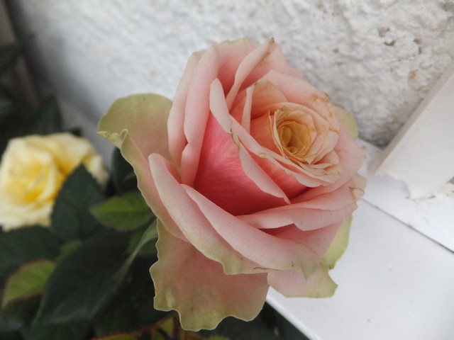 Name:  DSCF4970.jpg
Views: 304
Size:  58.2 KB