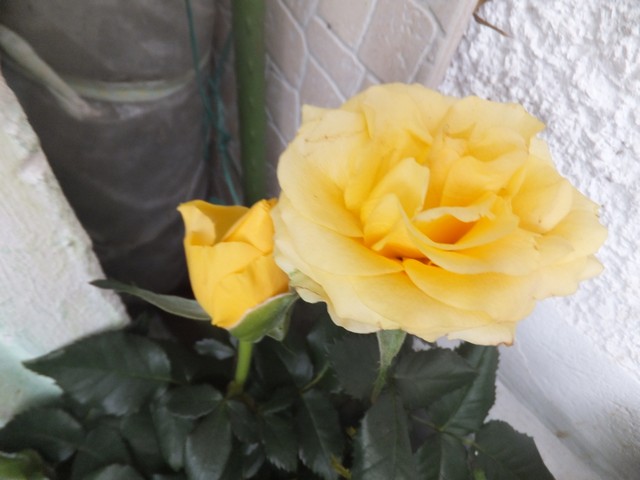 Name:  DSCF4971.jpg
Views: 288
Size:  62.5 KB