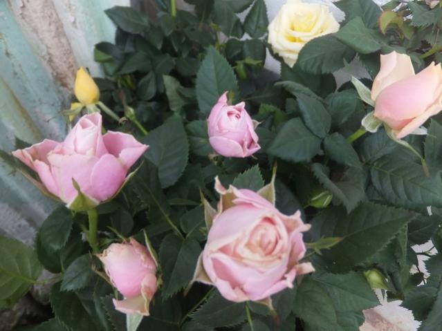Name:  DSCF4972.jpg
Views: 323
Size:  41.0 KB