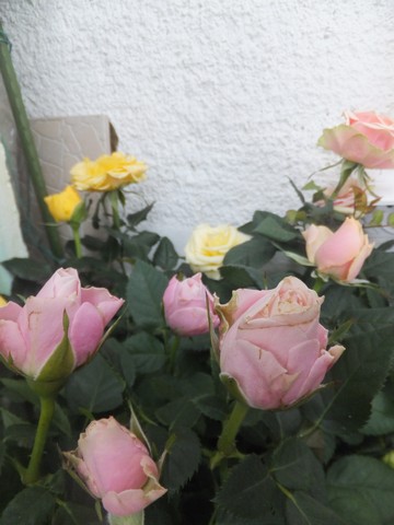 Name:  DSCF4974.jpg
Views: 327
Size:  51.7 KB