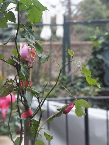 Name:  DSCF4976.jpg
Views: 315
Size:  56.5 KB