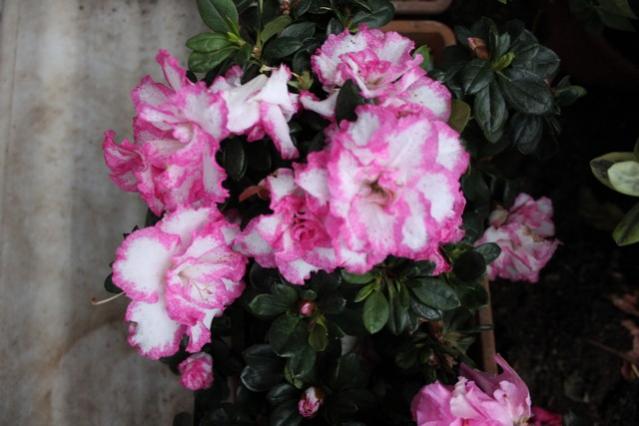Name:  IMG_0920.jpg
Views: 255
Size:  37.7 KB