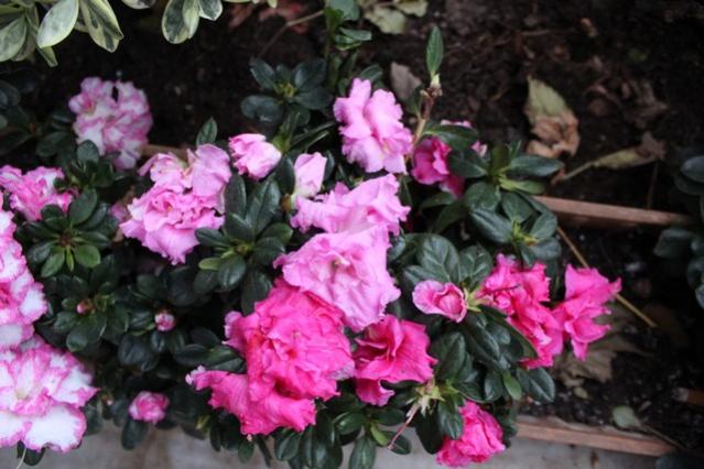 Name:  IMG_0921.jpg
Views: 274
Size:  48.2 KB