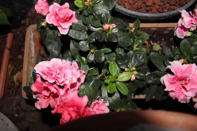 Name:  IMG_0923.jpg
Views: 270
Size:  47.3 KB