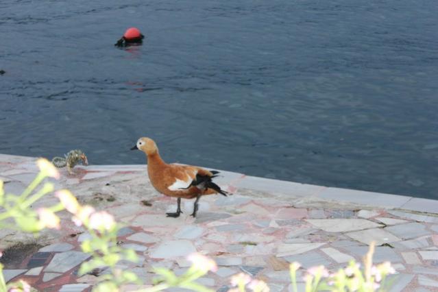 Name:  IMG_0944.jpg
Views: 269
Size:  31.7 KB