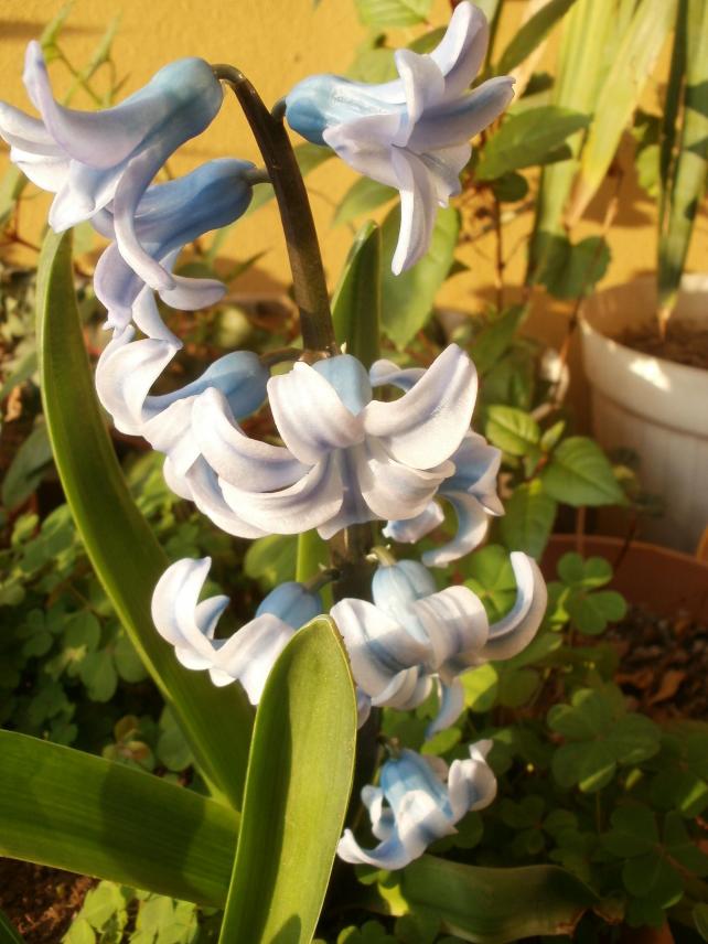 Name:  P1010178a.jpg
Views: 480
Size:  70.6 KB