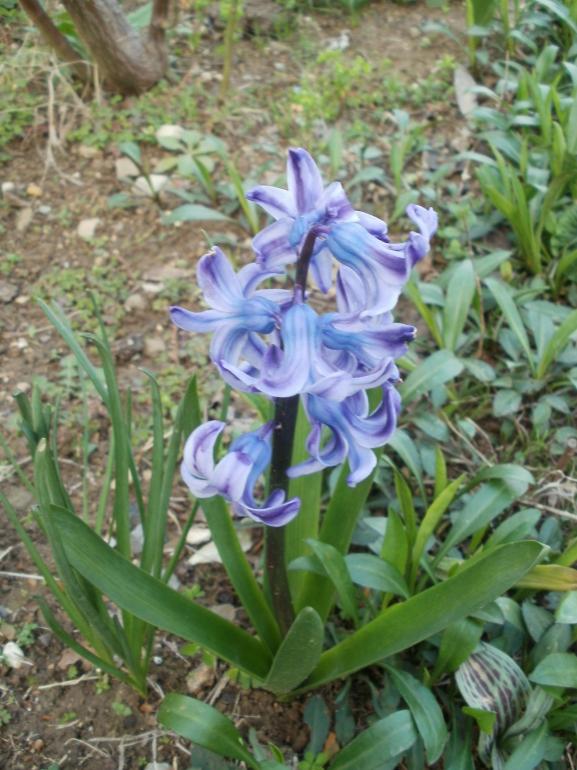 Name:  P1010195a.jpg
Views: 428
Size:  75.1 KB
