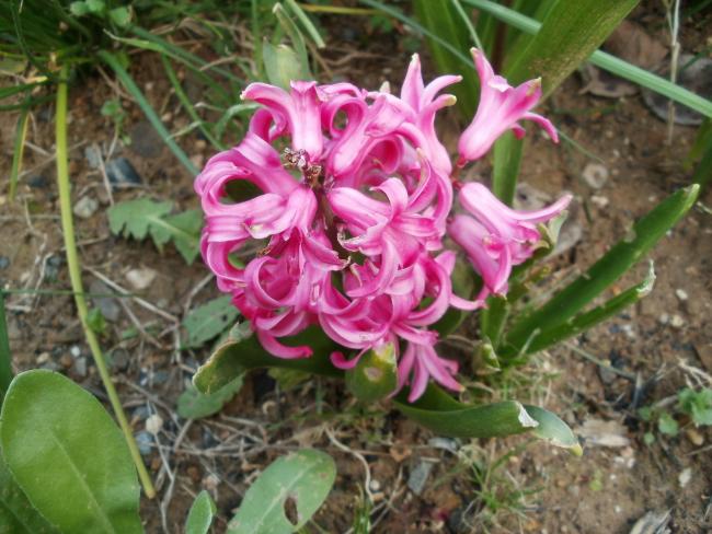 Name:  P1010187a.jpg
Views: 479
Size:  57.5 KB