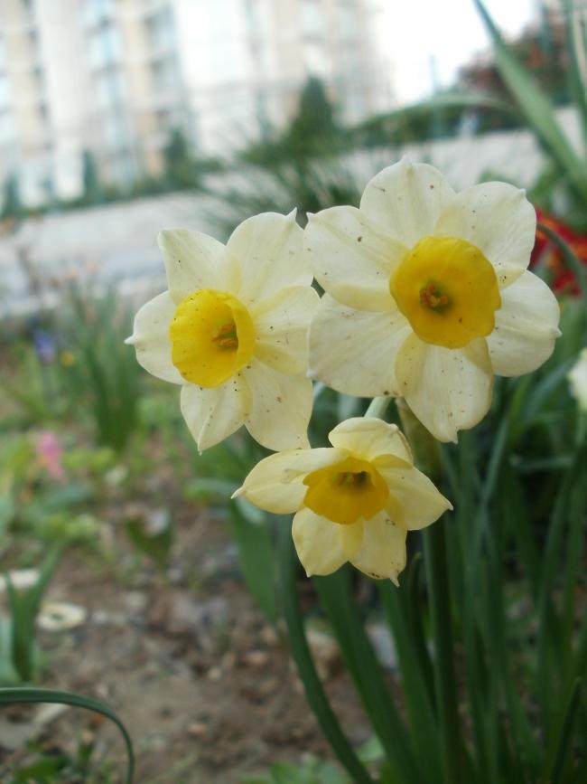 Name:  P1010194a.jpg
Views: 440
Size:  47.1 KB