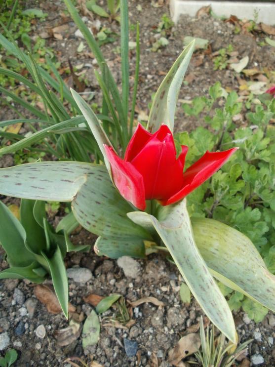 Name:  P1010198a.jpg
Views: 438
Size:  75.1 KB
