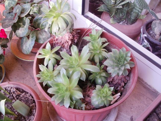 Name:  P1010180a.jpg
Views: 508
Size:  64.1 KB