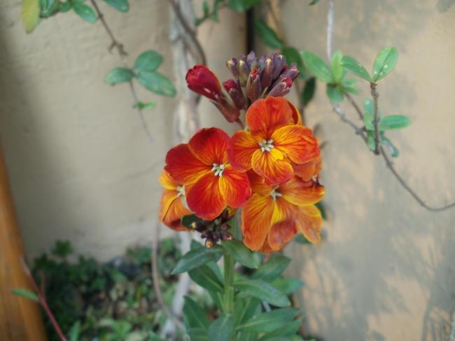 Name:  P1010200a.jpg
Views: 427
Size:  31.5 KB