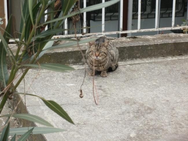 Name:  P1010146a.jpg
Views: 421
Size:  52.4 KB