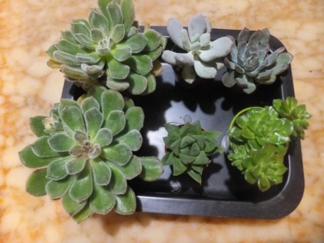 Name:  DSCF5024.jpg
Views: 473
Size:  41.3 KB